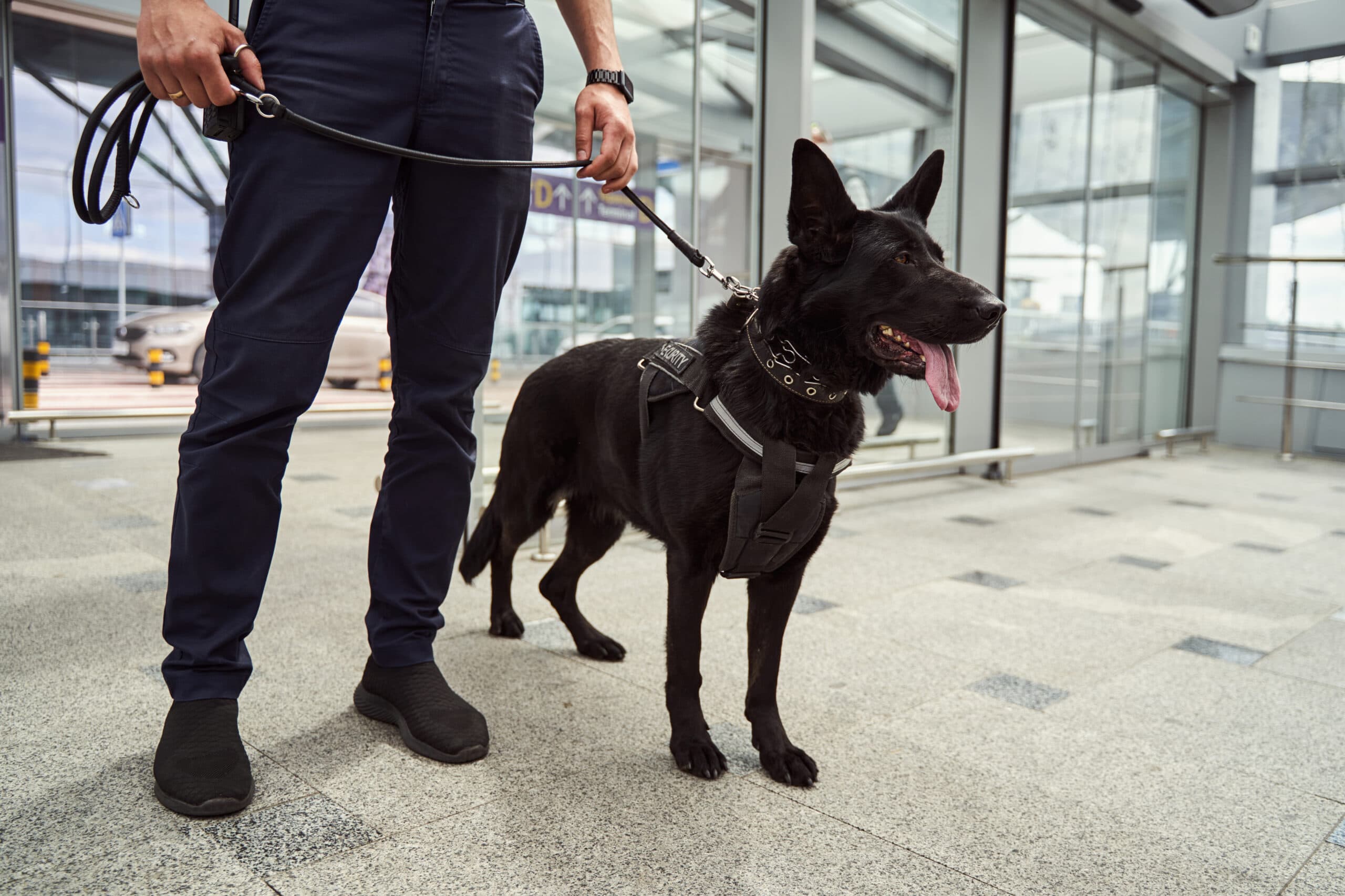 vigilancia-con-canino